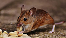 24 Hour & Emergency Exterminators in Naval Base Ventura County, CA